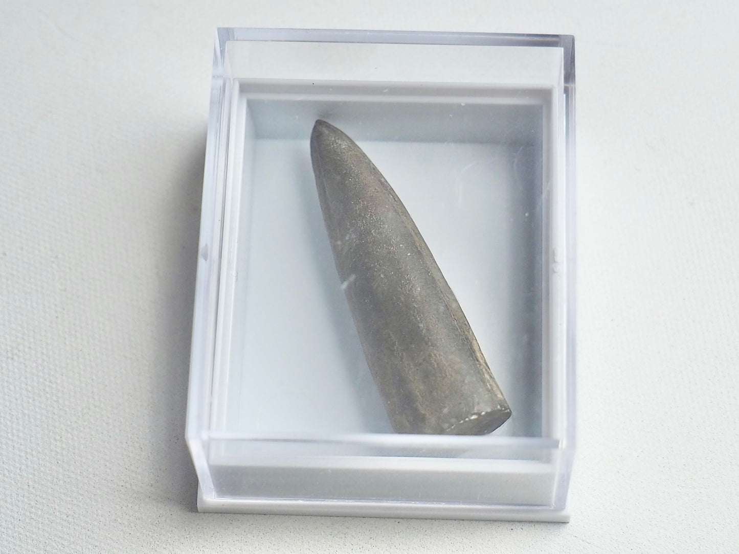 Belemnite Boxed Specimen