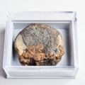 Boxed Ichthyosaur Vertebra Specimen