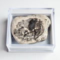 Boxed Ichthyosaur Vertebra Specimen – Whitby Yorkshire Coast – Jurassic