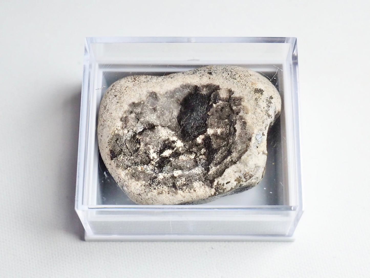 Boxed Ichthyosaur Vertebra Specimen