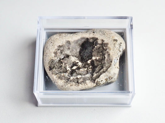 Boxed Ichthyosaur Vertebra Specimen