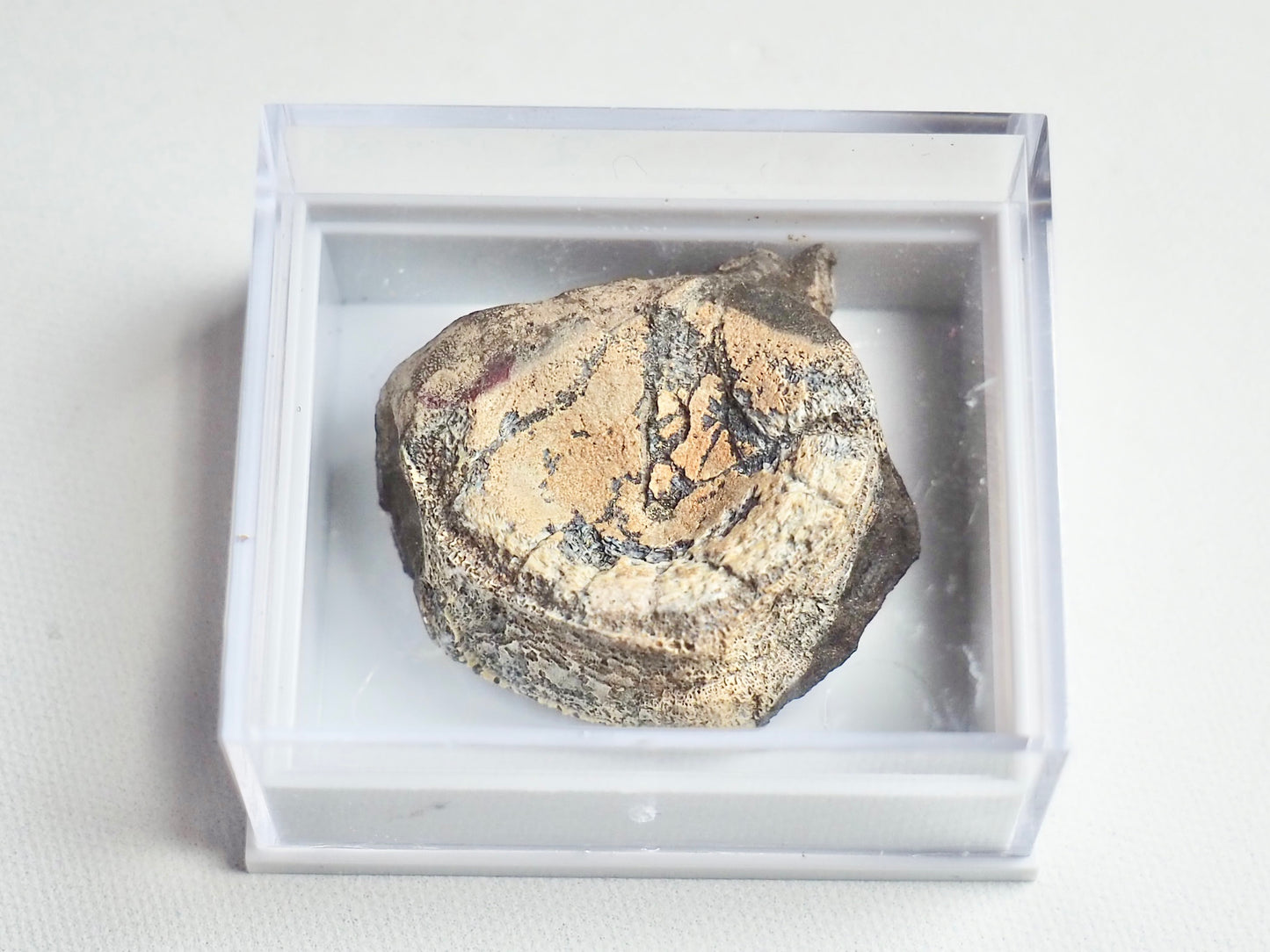 Boxed Ichthyosaur Vert Specimen