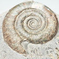 Dactylioceras Tenuicostatum Ammonite Fossil – Whitby Yorkshire Coast – Jurassic