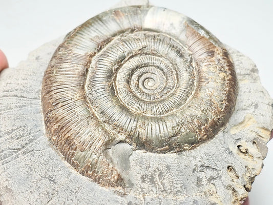 Dactylioceras Tenuicostatum