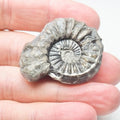Ammonite - Pick N Mix