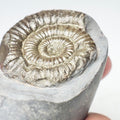 Porpoceras Ammonite Fossil – Whitby Yorkshire Coast – Jurassic