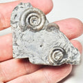 Arnioceras Ammonite – Whitby Jurassic Fossil – Yorkshire Coast