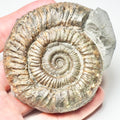 Peronoceras Ammonite Fossil – Whitby Yorkshire Coast – Jurassic