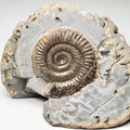 Dactylioceras Ammonite Fossil – Whitby Yorkshire Coast – Jurassic