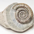 Dactylioceras Ammonite Fossil – Whitby Yorkshire Coast – Jurassic