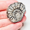 Asteroceras Ammonite – Whitby Jurassic Fossil – Yorkshire Coast