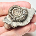 Paltechioceras Ammonite Fossil for Sale – Whitby Yorkshire Coast Jurassic