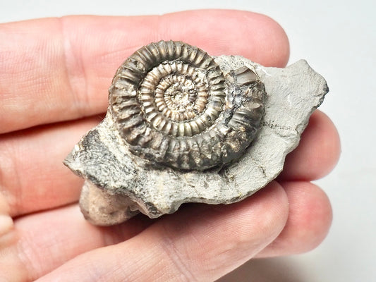 Paltechioceras Ammonite