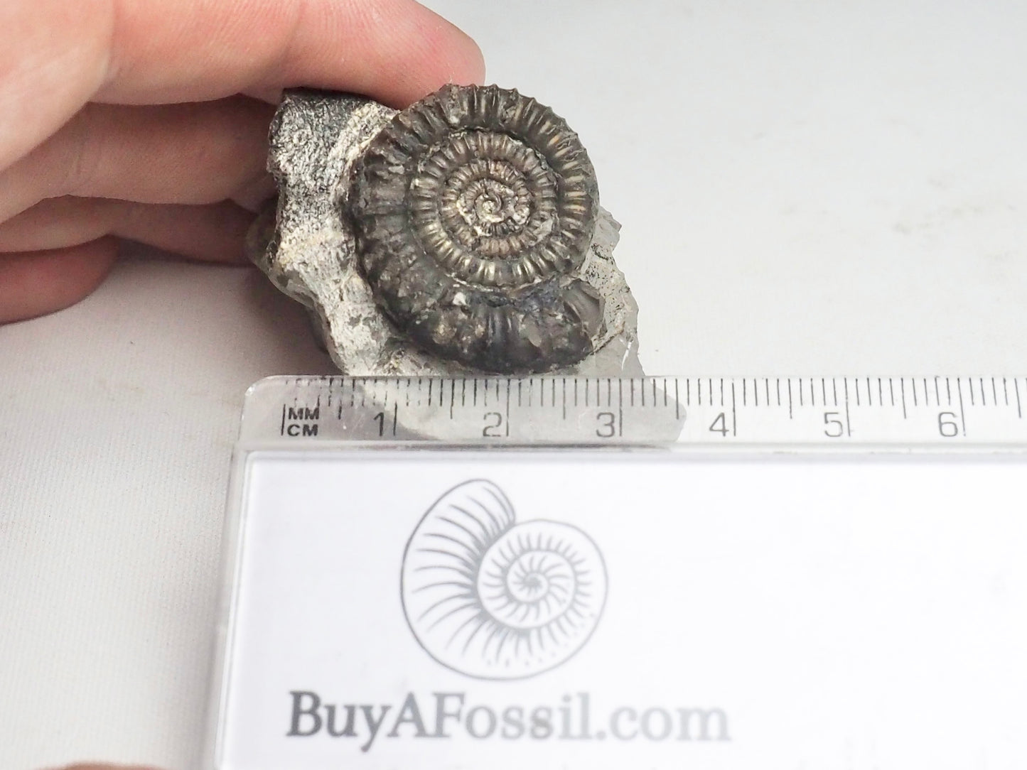 Paltechioceras Ammonite