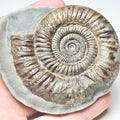 Dactylioceras Ammonite Fossil – Whitby Yorkshire Coast – Jurassic