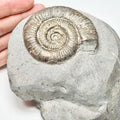Zugodactylites Ammonite Fossil – Whitby Yorkshire Coast – Jurassic