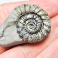 Gagaticeras Gagateum Ammonite Fossil – Whitby Yorkshire Coast – Jurassic