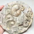 Eleganticeras Ammonite Fossil – Whitby Yorkshire Coast – Jurassic