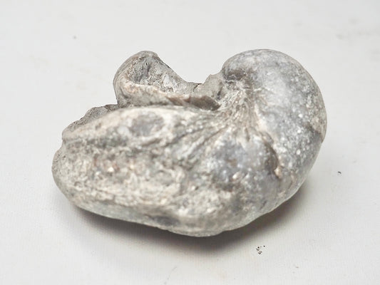 Double Gryphea - Pick N Mix