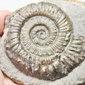 Peronoceras Ammonite Fossil – Whitby Yorkshire Coast – Jurassic