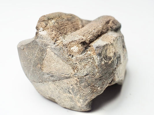 Ichthyosaur Bone Block