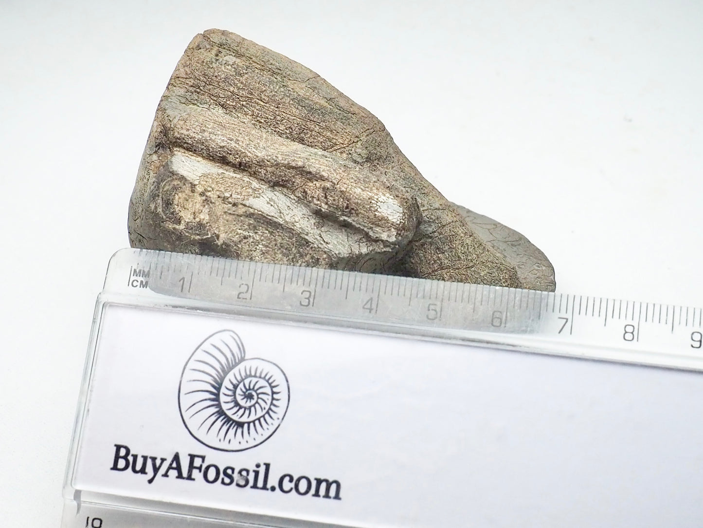 Ichthyosaur Bone Block