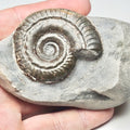 Hildoceras Ammonite Fossil – Whitby Yorkshire Coast – Jurassic