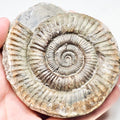 Dactylioceras Ammonite Fossil – Whitby Yorkshire Coast – Jurassic