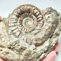Catacoeloceras Ammonite Fossil – Whitby Yorkshire Coast – Jurassic