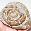 Hildoceras Ammonite Fossil – Whitby Yorkshire Coast – Jurassic