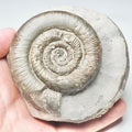 Dactylioceras Tenuicostatum Ammonite Fossil – Whitby Yorkshire Coast – Jurassic
