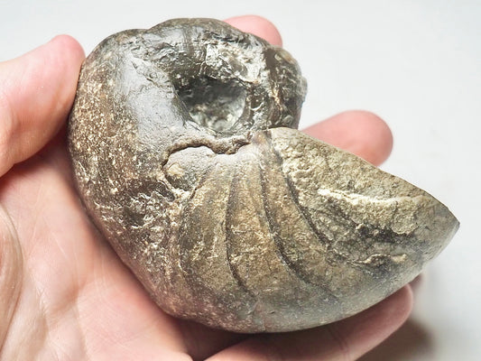 Nautilus Fossil