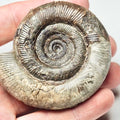 Dactylioceras Tenuicostatum Ammonite Fossil – Whitby Yorkshire Coast – Jurassic