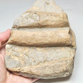 Large Gyrosteous Bone Block – Whitby Yorkshire Coast – Jurassic
