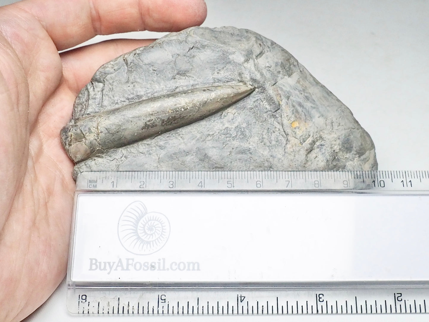 Belemnite