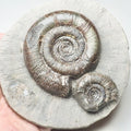 Dactylioceras Tenuicostatum Double Ammonite Fossil – Whitby Yorkshire Coast – Jurassic
