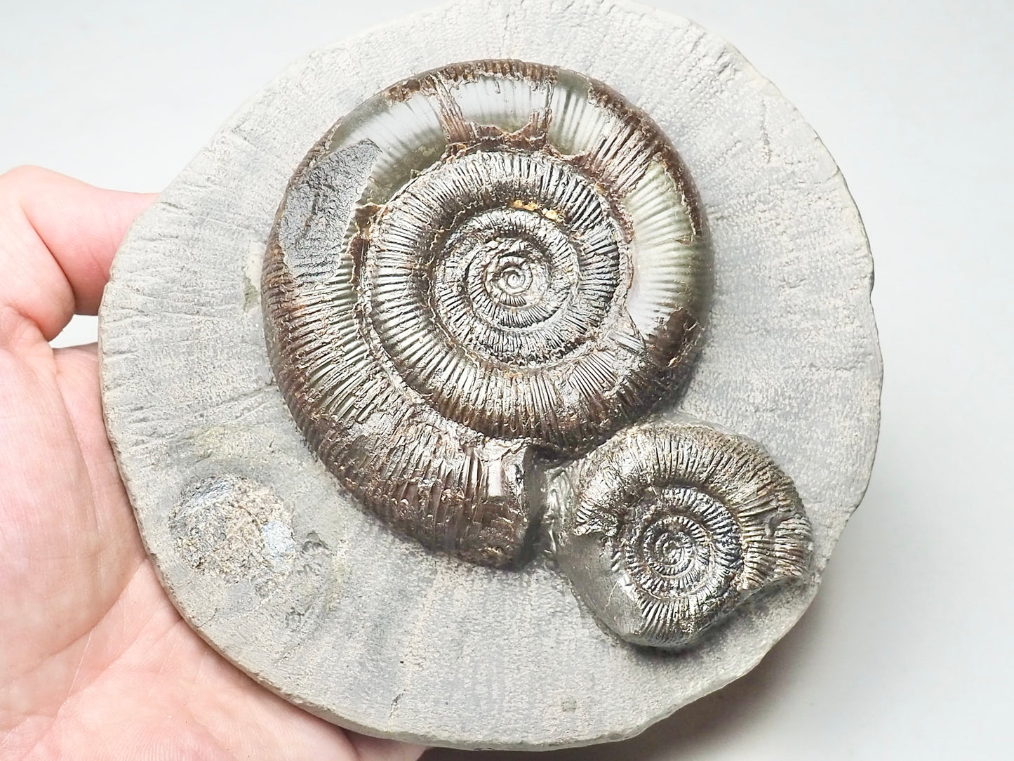 Dactylioceras Tenuicostatum Double