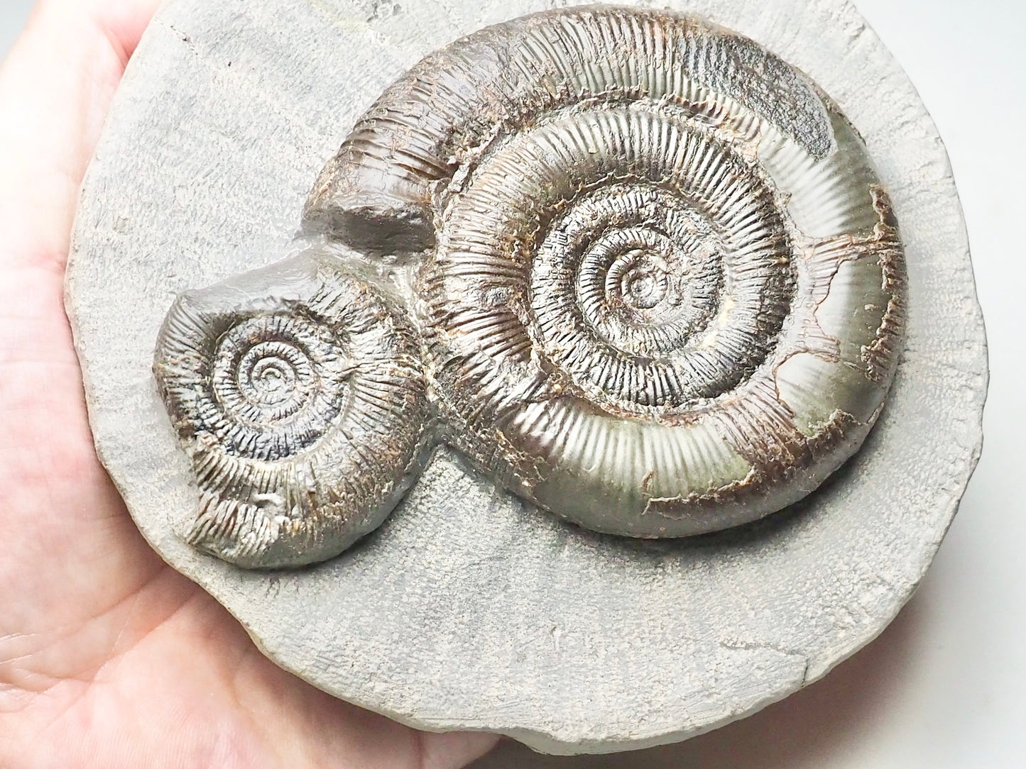 Dactylioceras Tenuicostatum Double