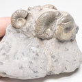 Grammoceras Ammonite Fossil – Whitby Yorkshire Coast – Jurassic