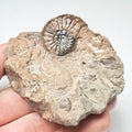 Amaltheus Ammonite Fossil for Sale – Whitby Yorkshire Coast Jurassic