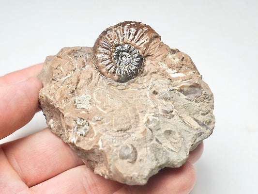 Amaltheus Ammonite