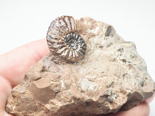 Amaltheus Ammonite