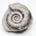 Grammoceras Ammonite Fossil – Whitby Yorkshire Coast – Jurassic