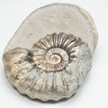 Whitby Asteroceras Ammonite Fossil – Yorkshire Coast Jurassic