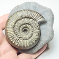 Peronoceras Ammonite Fossil – Whitby Yorkshire Coast – Jurassic