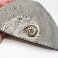 Eleganticeras Ammonite Fossil – Whitby Yorkshire Coast – Jurassic