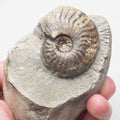 Pseudolioceras Ammonite Fossil – Whitby Yorkshire Coast – Jurassic