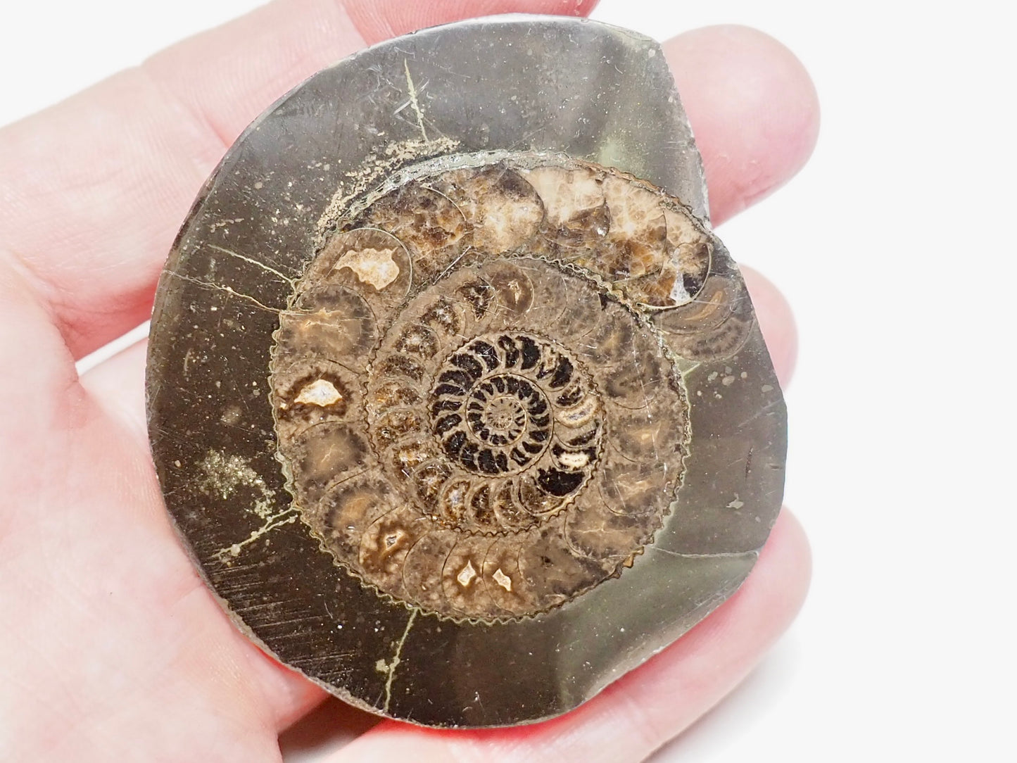 Cut and Polished Ammonite Dactylioceras