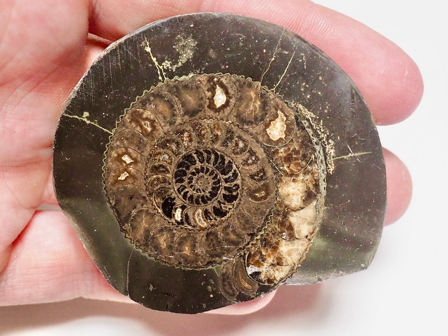 Cut and Polished Ammonite Dactylioceras