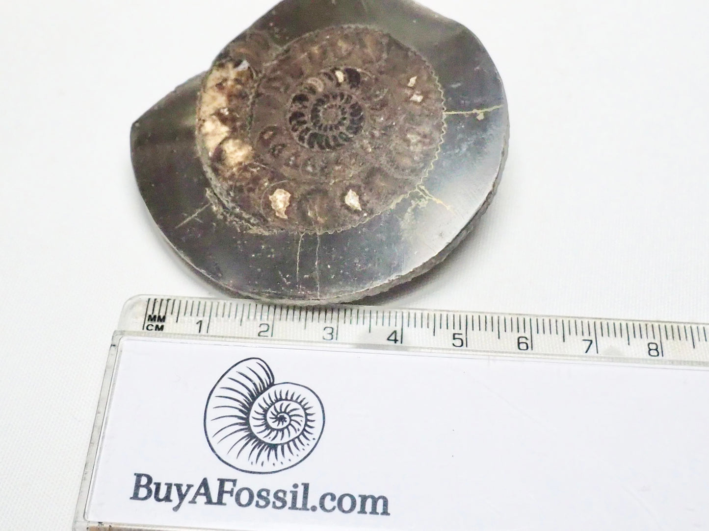 Cut and Polished Ammonite Dactylioceras